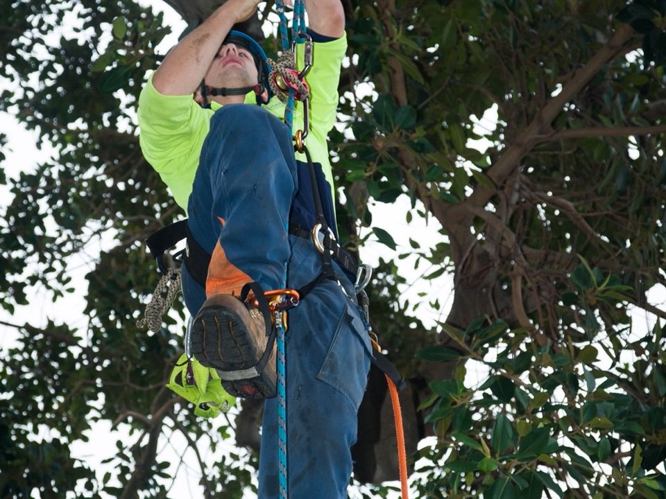 Qualified arborist working in a mature tree during a property survey in Northumberland