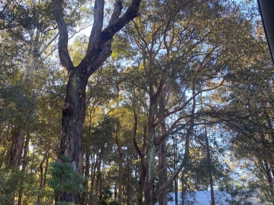 Mature trees in a Northumberland parkland setting due for routine re-inspection